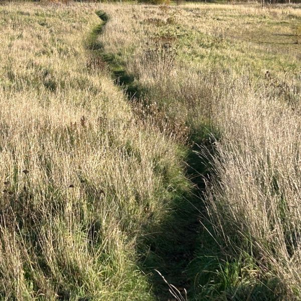Pfad durch eine Wiese als Sinnbild für persönliche Entwicklung und Führung