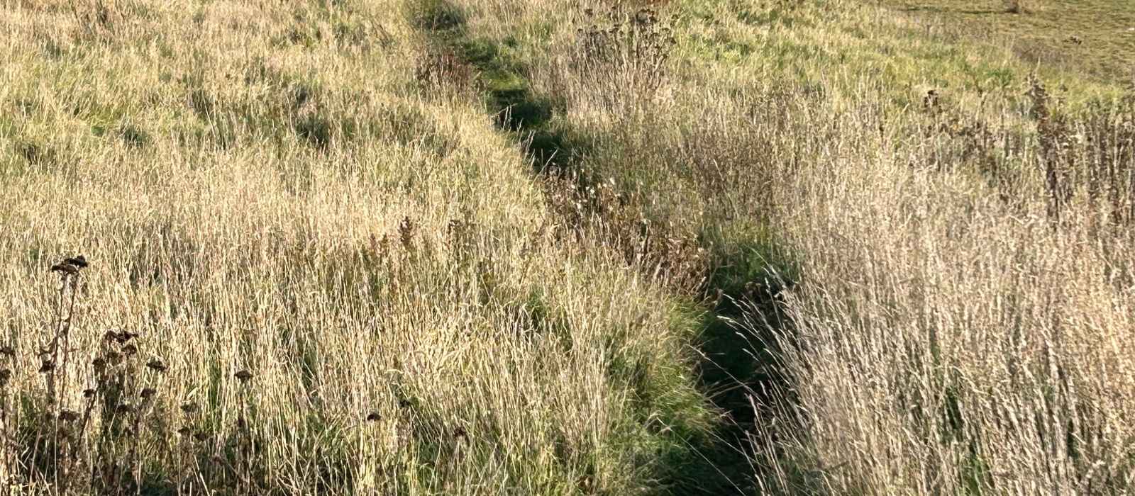 Lebenspfad und Weg in der Natur als Symbol für Orientierung und Entwicklung in der Führung im sozialen Bereich